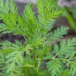 Sweet Wormwood Extract